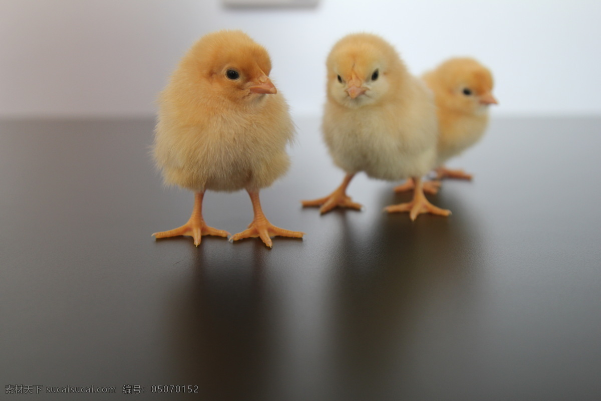 小鸡 三黄鸡苗 小动物 萌 鸡苗 生物世界 家禽家畜