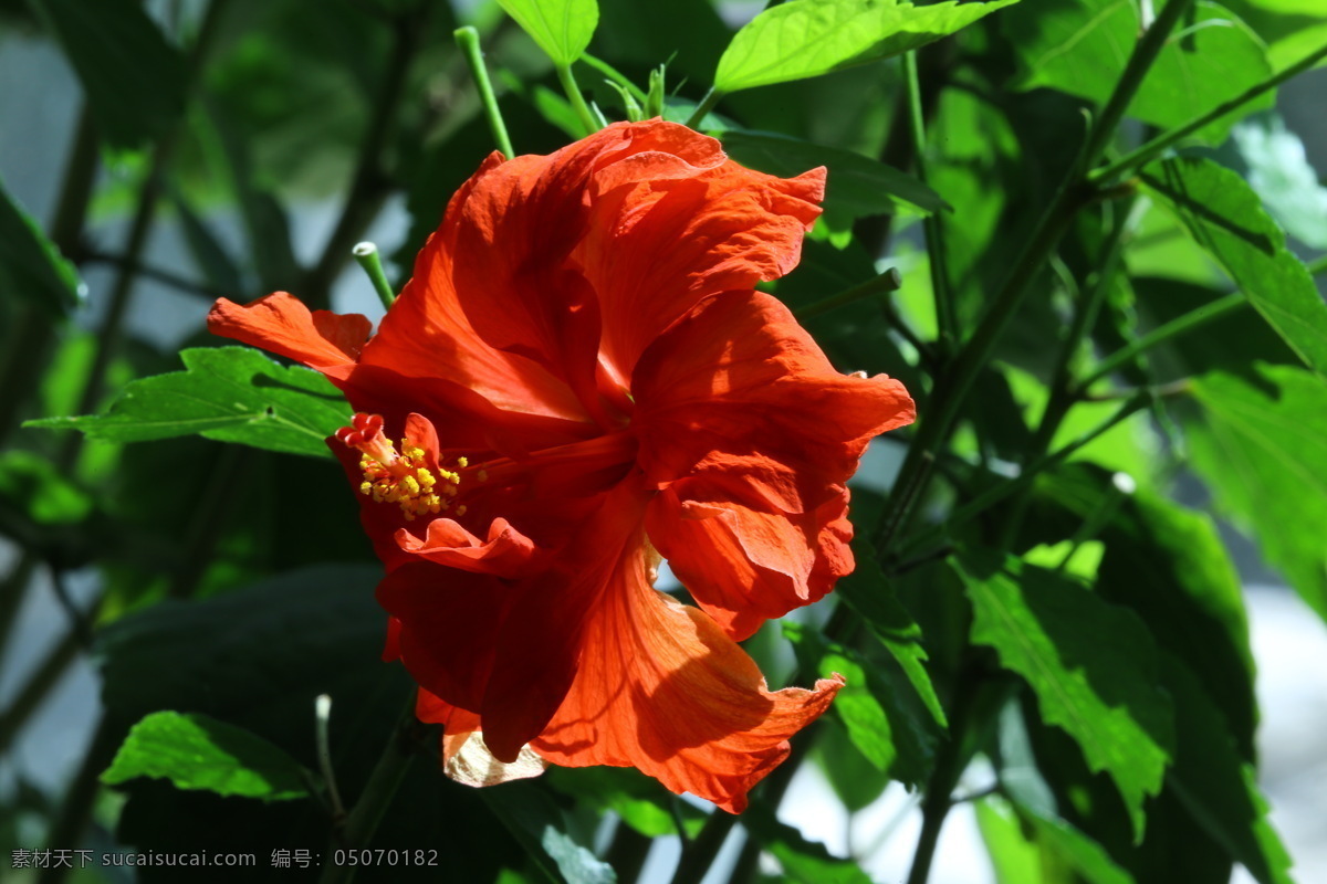 扶桑花 佛槿 朱槿 花瓣 花蕊 花朵 花儿 植物 花卉 花草 观赏花卉 观赏植物 园林景观 绿化景观 花卉大观园 生物世界