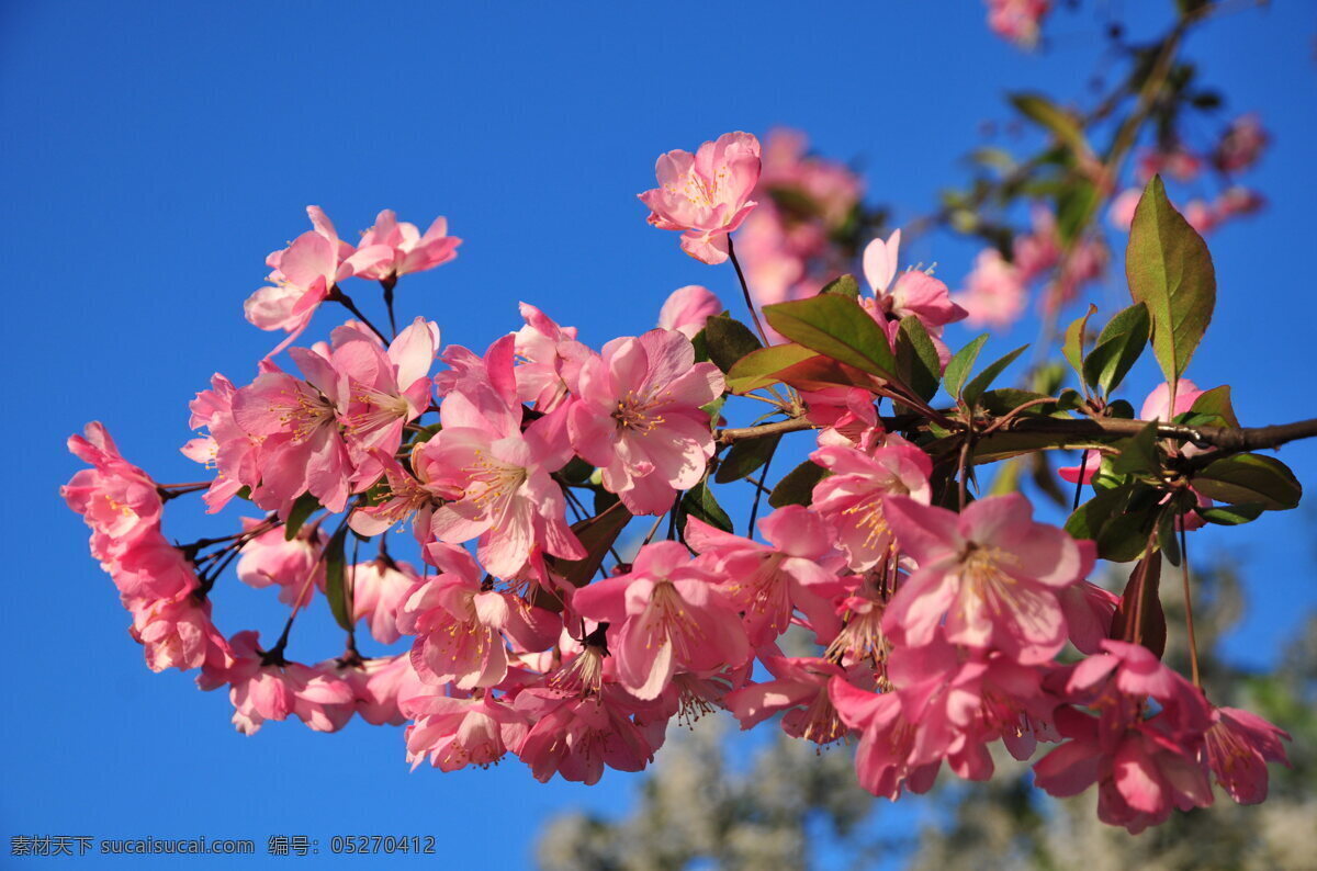 海棠花 花枝 鲜花 粉色花朵 树枝 花朵