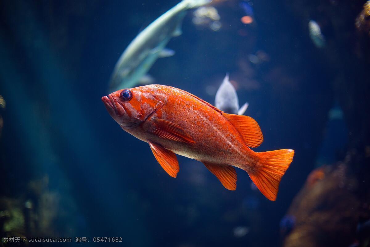 海底世界 海底 鱼 珊瑚 海龟 热带鱼 咸水鱼 海洋生物 海洋景观 鲸鱼 鲨鱼 乌龟 鲤鱼 钓鱼 金鱼 锦鲤 大海 海鱼 海洋馆 海洋世界 海洋 海底总动员 海豚 海底背景 海洋背景 水族馆 水族世界 深海鱼宫 水下世界 海底鱼 海洋鱼 海底生物 鱿鱼 鱼群 虾 水母 海马 河鱼 观赏鱼 海蛇 生物世界