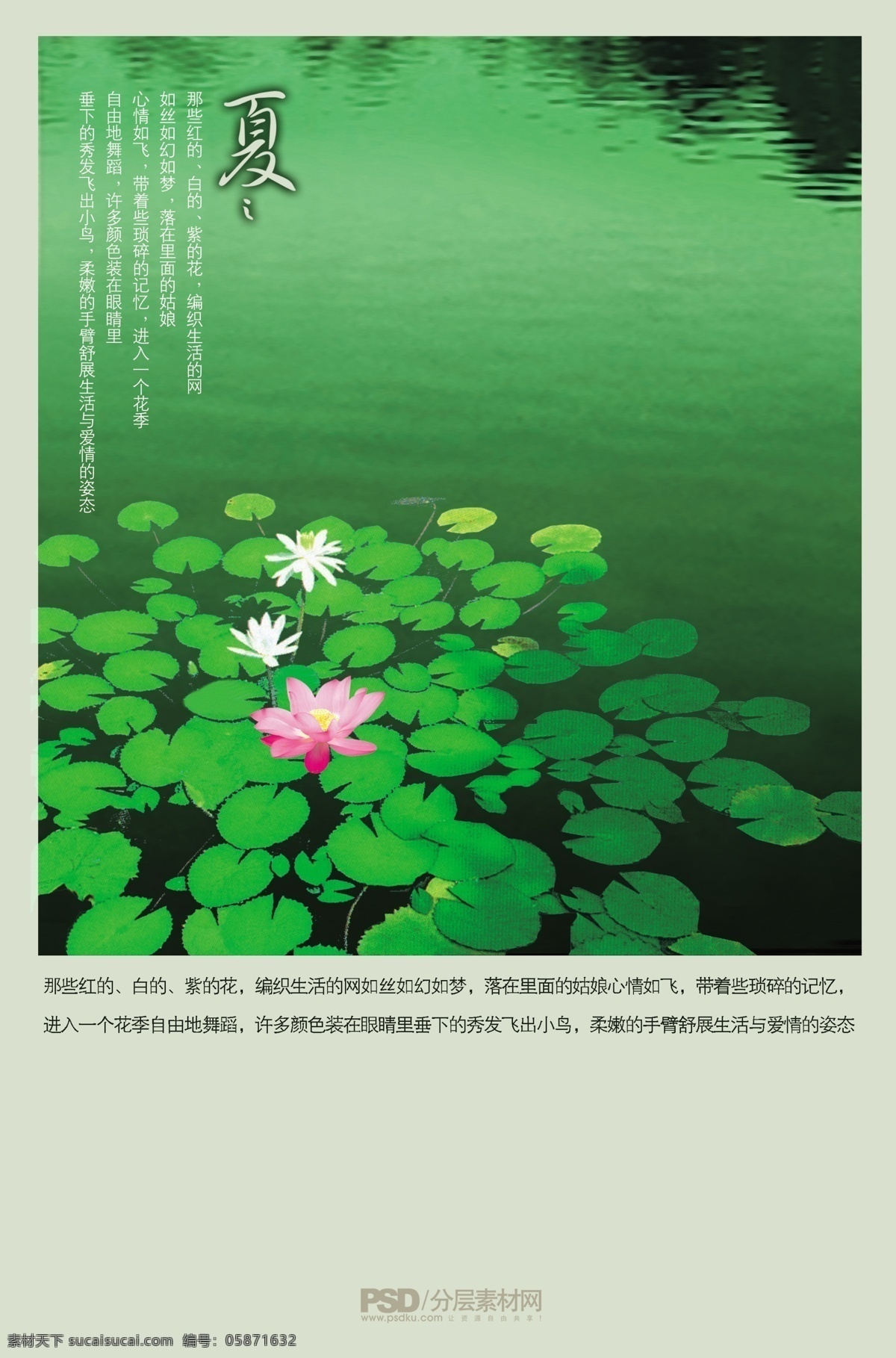 季节免费下载 荷花 荷叶 季节 水塘 夏天 psd源文件