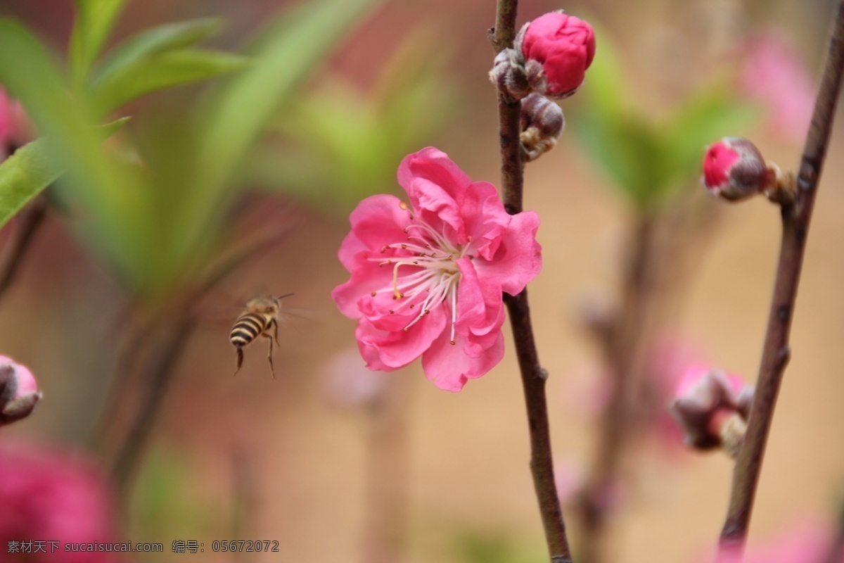 桃花免费下载 高清 花草 昆虫 蜜蜂 生物世界 桃花