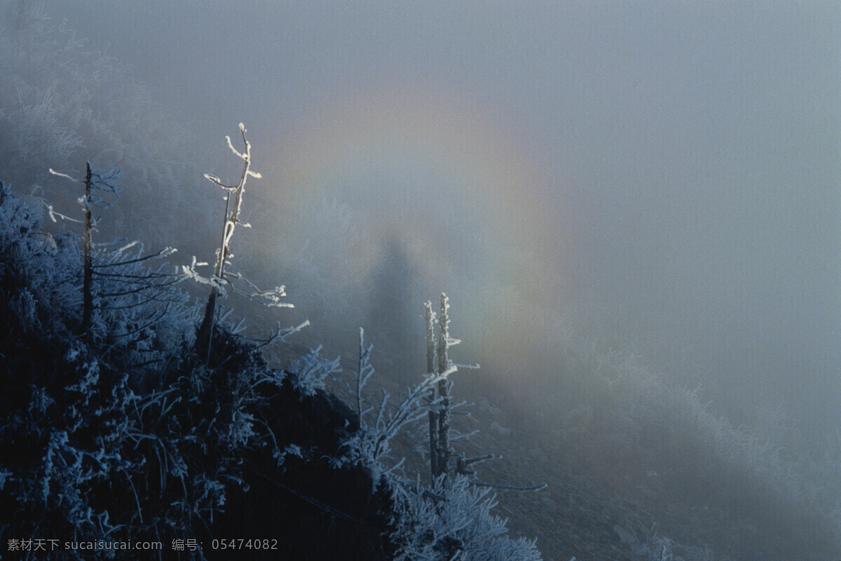 冰冻 枯枝 景色 岩石 峭壁 树木 枯萎 云雾 烟雾 雪 冬季 高清图片 山水风景 风景图片