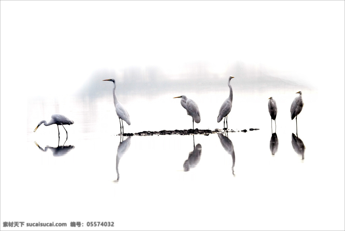 白河倩影 南阳 白鹭 自然环境 生态环保 鸟类 摄影风景 自然景观 自然风景