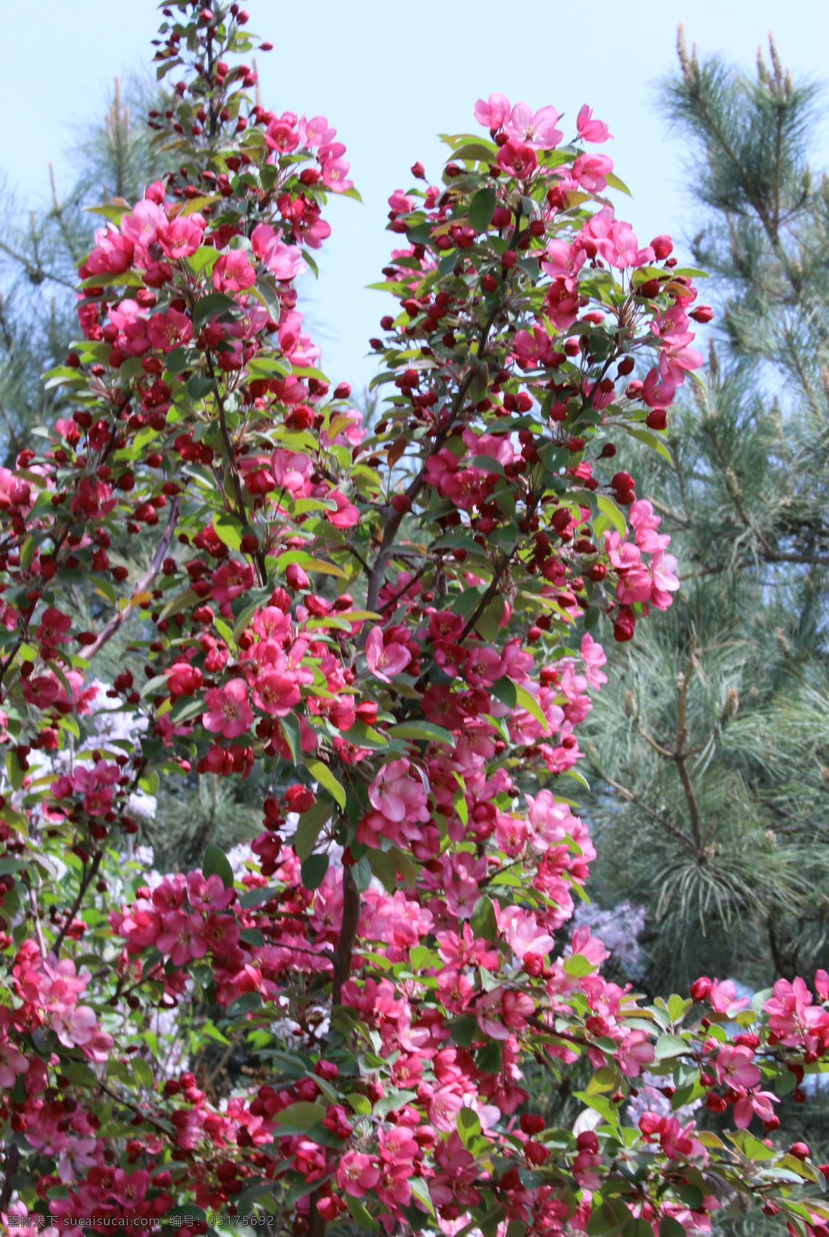 海棠花 北美海棠 花朵 花瓣 园林美景 花骨朵 花苞 海棠 春天 花卉 树枝 园林景观 绿化景观 山楂 红叶 李 生物世界 花草