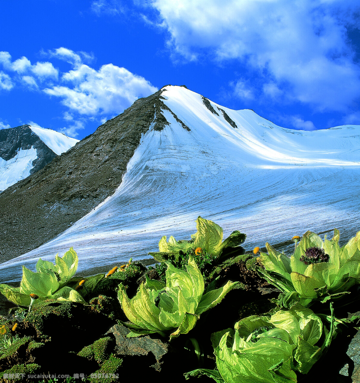 新疆图片 雪山 天山 雪莲 旅游摄影 国内旅游 摄影图库