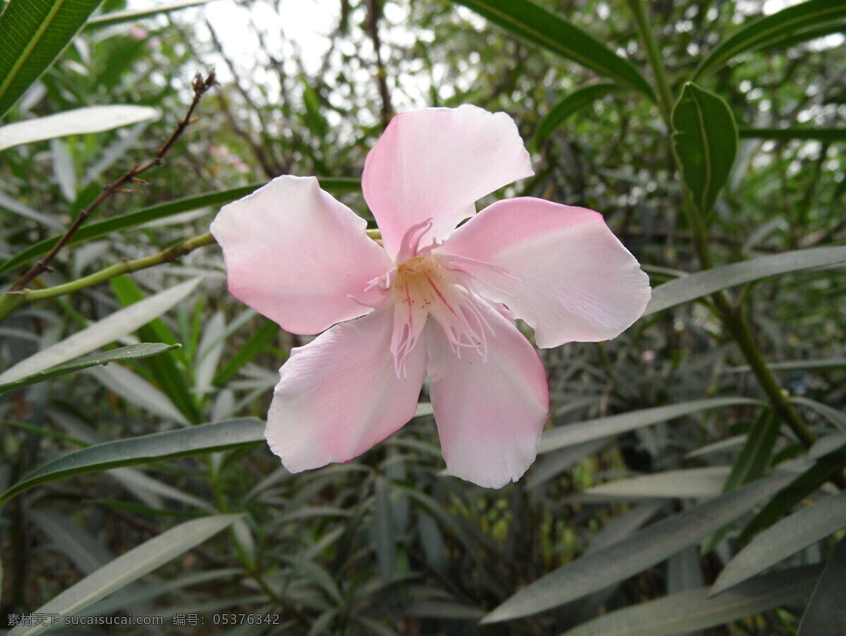 夹竹桃 粉色花 花朵 花草 生物世界