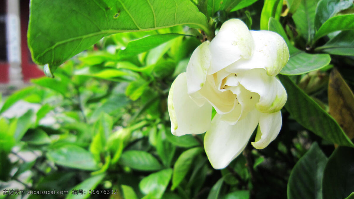 栀子花 白色花 花蕾 绿叶 建筑 花草 生物世界