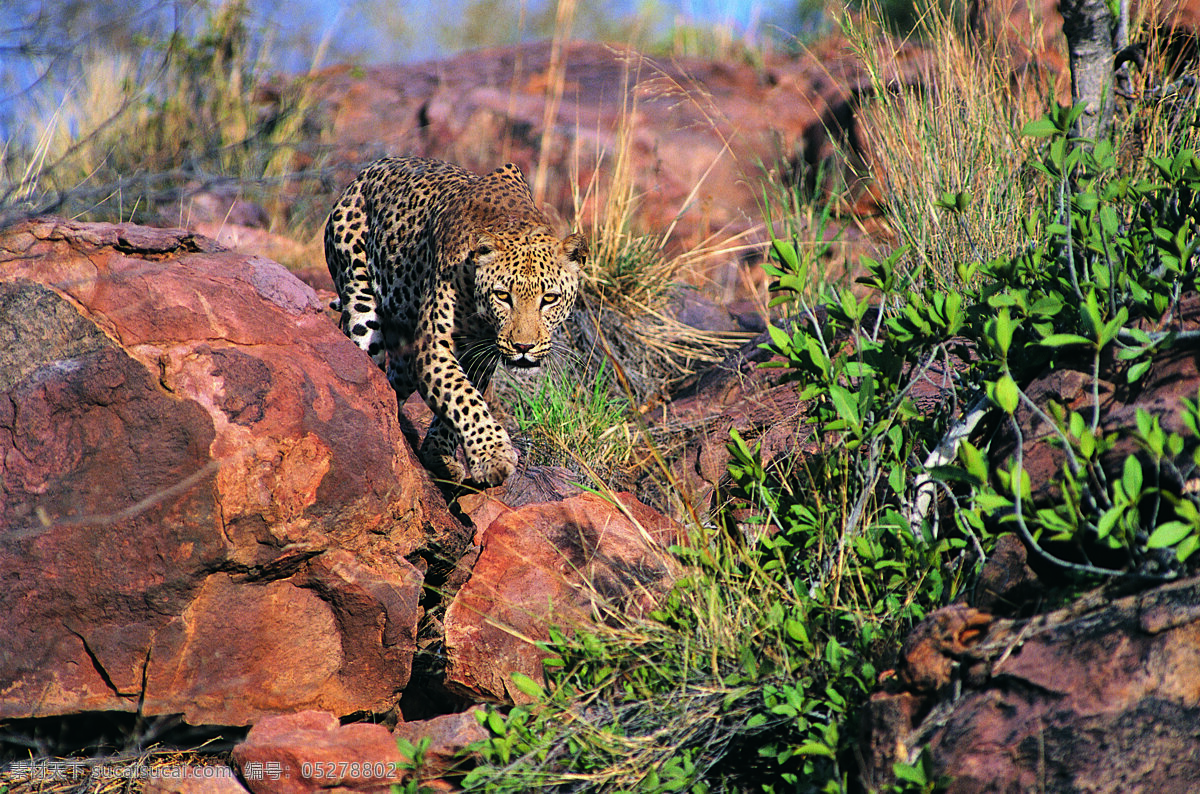 金钱豹子 野生动物 动物世界 哺乳动物 金钱豹 猎豹 豹子 摄影图 陆地动物 生物世界 黑色