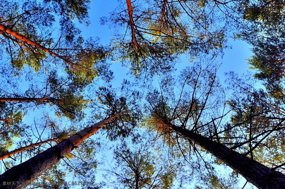 仰 拍 树林 风景 高清 自然 风光 树木 大树