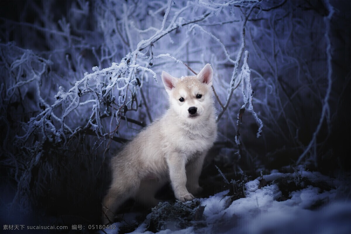 白色 小 狼 野生动物 背景 小狼 野生 动物 生物世界