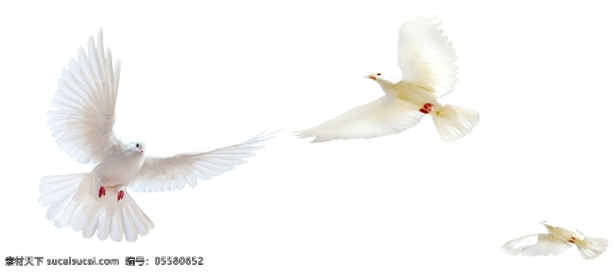 和平鸽 鸽子 分层 多用 白 可爱 2019年末 生物世界 鸟类