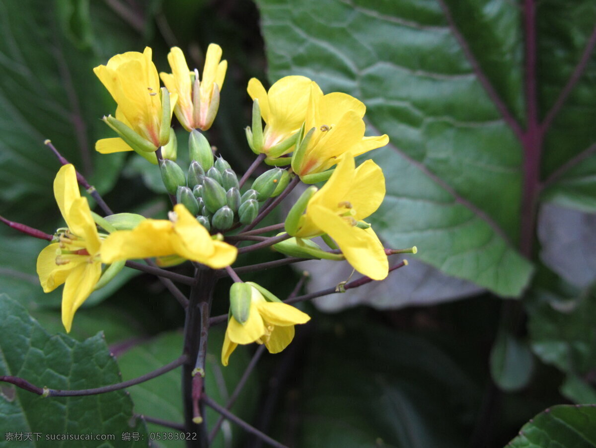 黄色菜花 菜花 黄色花 菜苔 花草 生物世界
