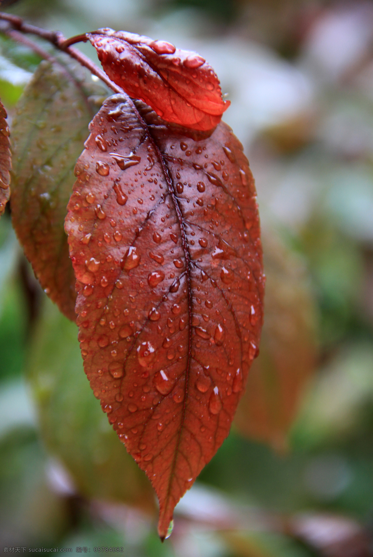 红叶 雨中红红叶 树木树叶 生物世界