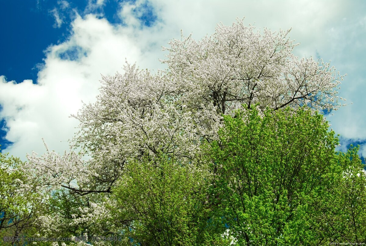 春色 春天 风景 绿色 美景 生物世界 树 樱花 树木树叶 psd源文件