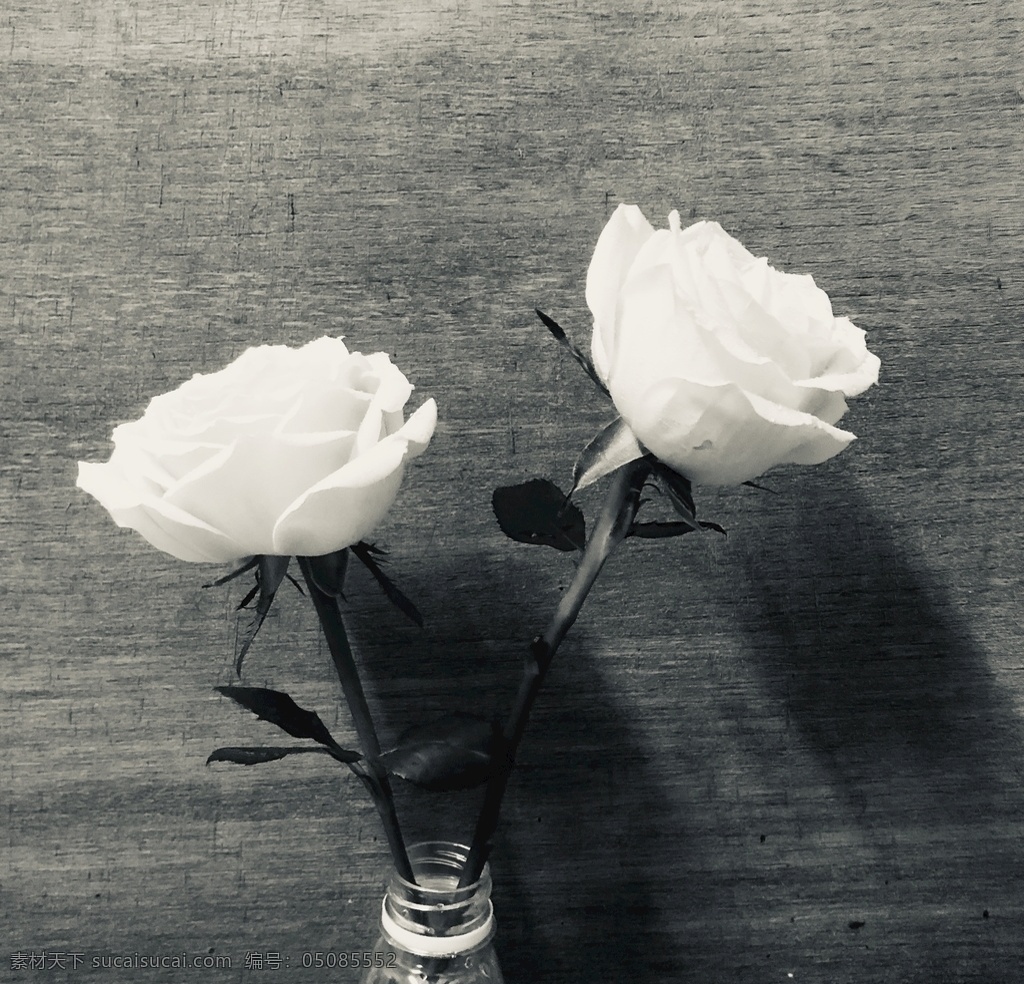 黑白花影 玫瑰 鲜花 花朵 花 生物世界 花草
