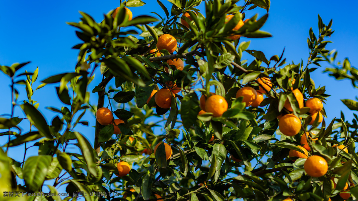 丰收的季节 柑桔 桔子 丰收 秋季 农产品 生物世界 水果