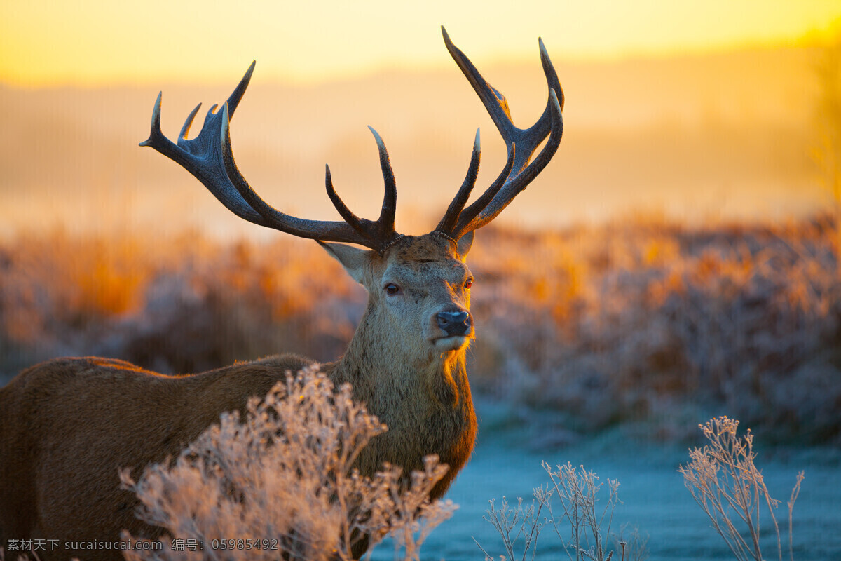 驯鹿 麋鹿 夕阳 羚羊 鹿 鹿茸 鹿角 日落 日出 大自然 红狐 晒太阳 非洲草原 原野 野生动物 生物世界