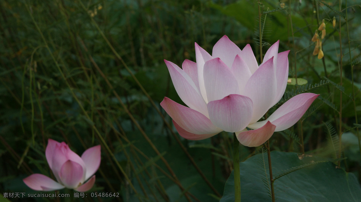 位图 植物 花朵 写实花卉 超高清 免费素材 面料图库 服装图案 黑色