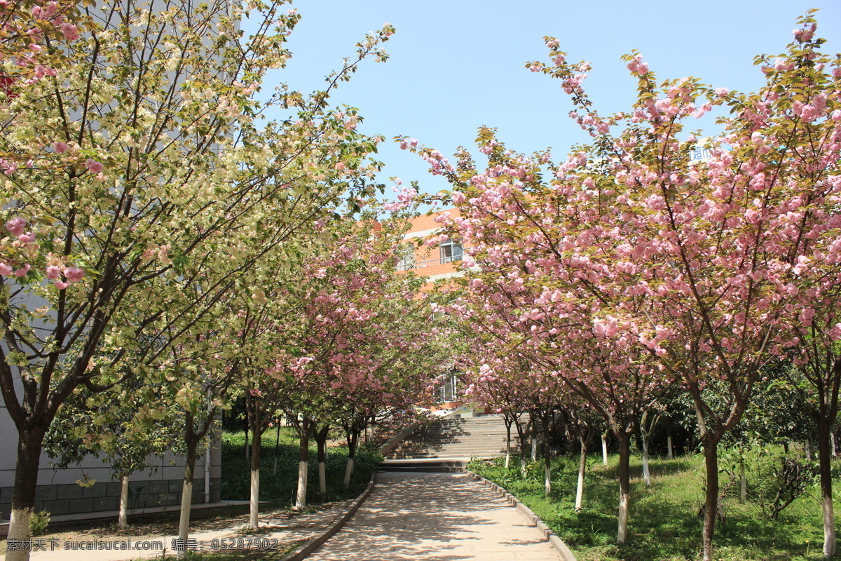 春天 阳光 樱花 樱花道 花朵 自然景观 自然风景