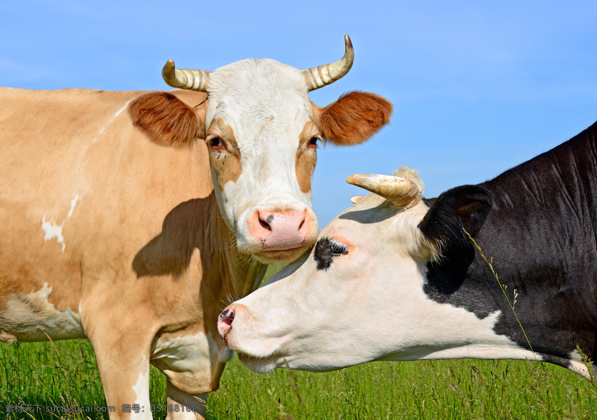 牛 牛群 牧场 奶牛场 农场 畜牧业 畜牧 产业 农业 生态农业 生态农场 牛特写 牛素材 动物 可爱奶牛 生物世界 家禽家畜