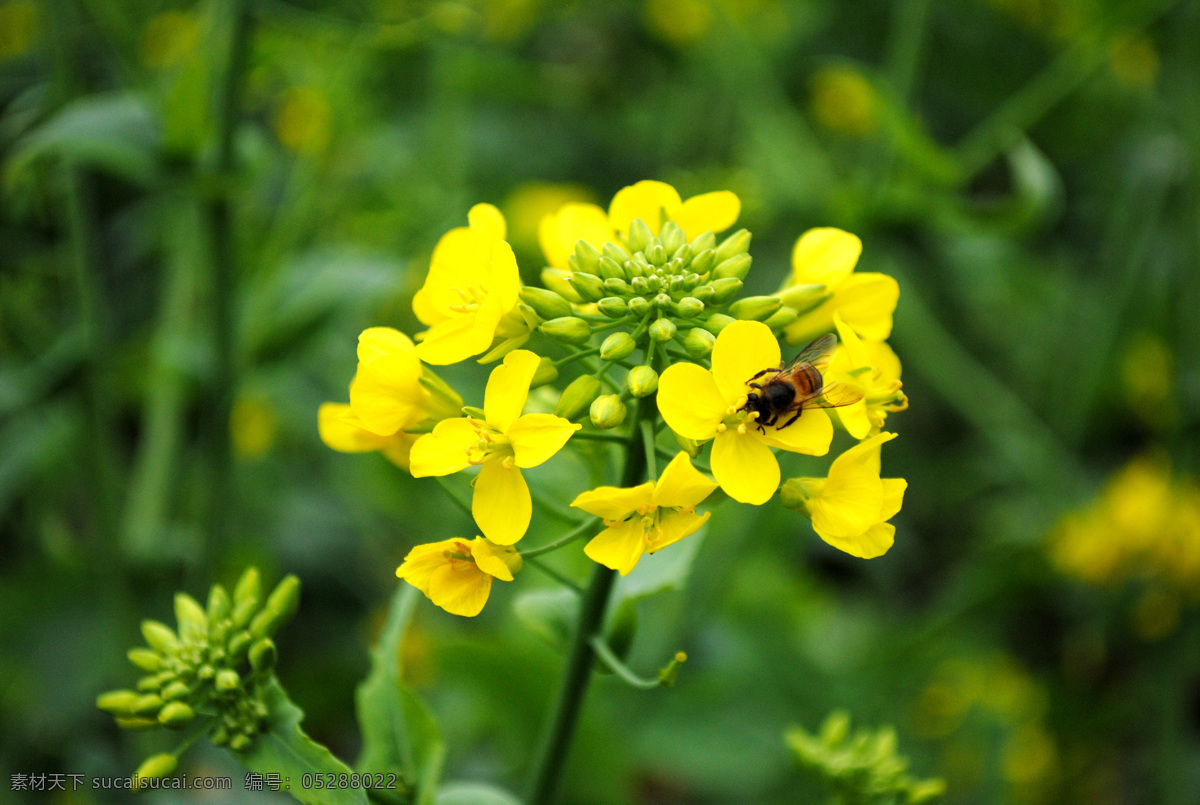 蜜蜂采花 蜜蜂 菜花 采花 黄色 花枝 开放 花蕾 百花齐放 花草 生物世界