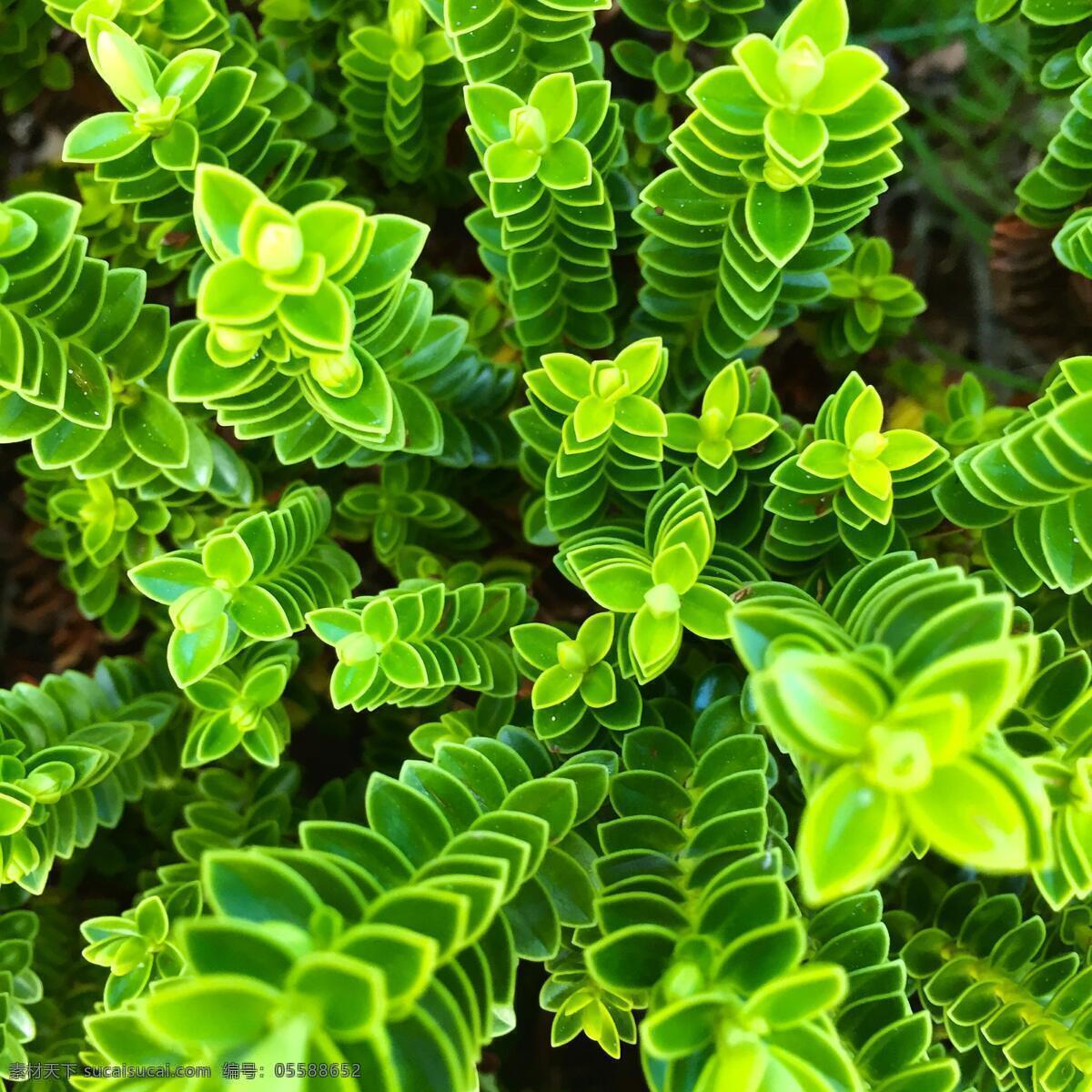 绿色植物 植物 绿色 小清新 植物背景 绿叶背景 叶子背景 树叶背景 花草背景 灌木背景 植物绿化背景 树叶纹理背景 绿叶纹理背景 植物树木 生物世界 树木树叶 自然风景