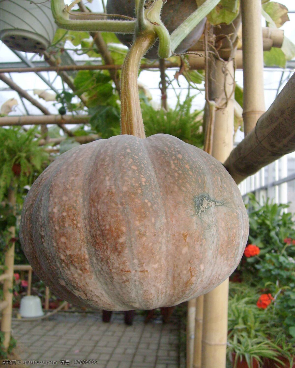 南瓜 生物世界 蔬菜 花棚 下 成熟 生命力 旺盛 健康蔬菜 风景 生活 旅游餐饮