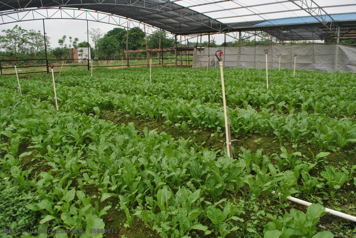 大棚 蔬菜 种植 基地 种植基地 绿色 大型 生物世界