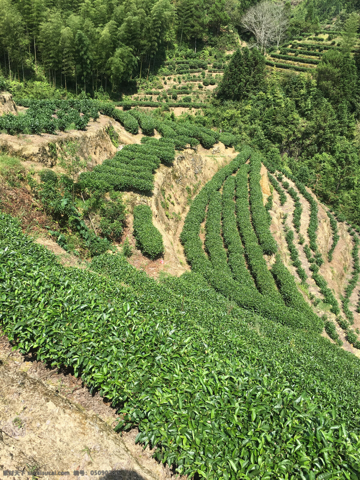 寿宁高山茶 绿茶园 高山茶 茶树 茶 茶叶 自然景观 田园风光