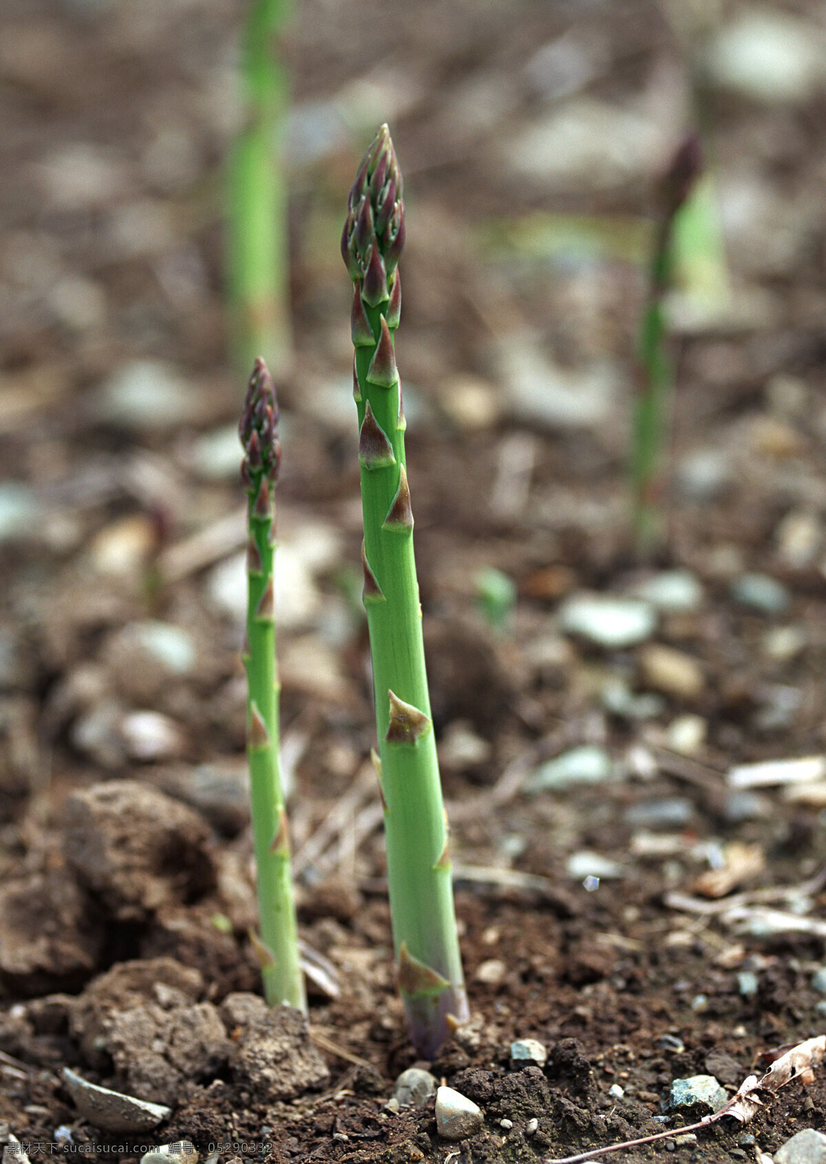 芦笋 绿色蔬菜 生物世界 蔬菜 新鲜蔬菜 植物 芦笋苗 无公害蔬菜 健康蔬菜 高清蔬菜 蔬菜主题 风景 生活 旅游餐饮