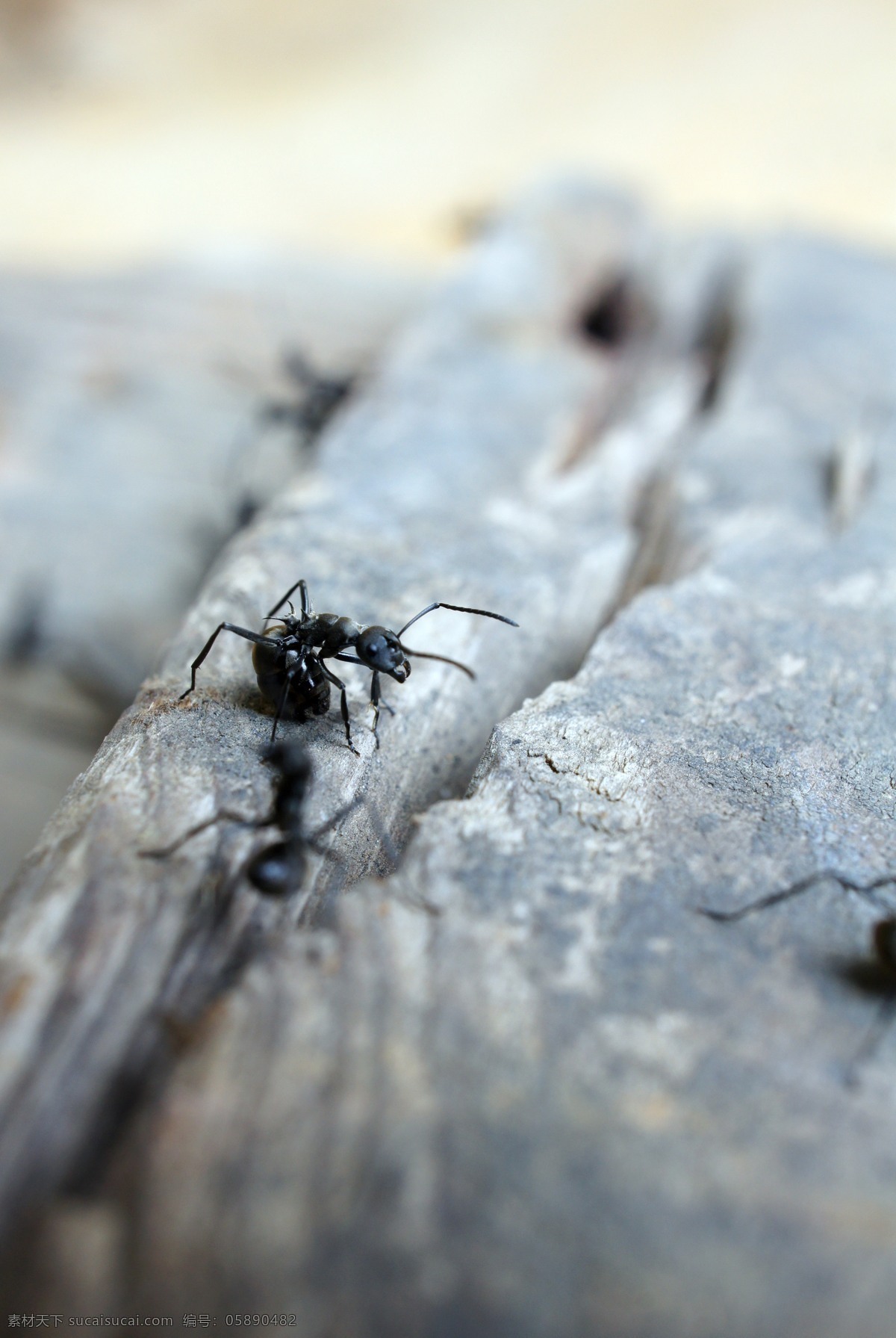 草丛 枯叶 昆虫 蚂蚁 生物 生物世界 微观 工蚁 大蚂蚁 微距 风湿 触角 自然 觅食 群体 害虫
