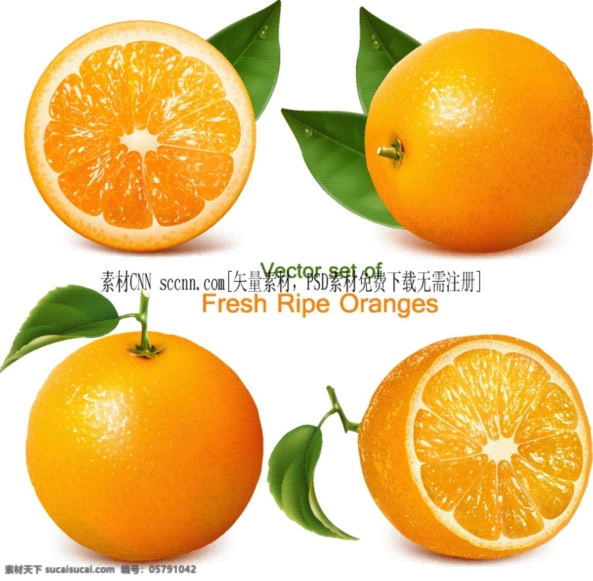 新鲜 绿叶 水果 矢量 橙子 橄榄 柠檬 红李 时令水果 矢量图 其他矢量图