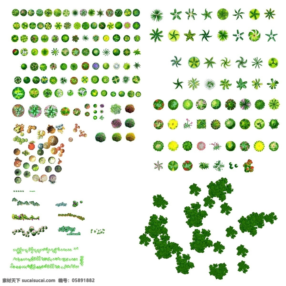 平面植物 平面图 景观 园林 植物 树种