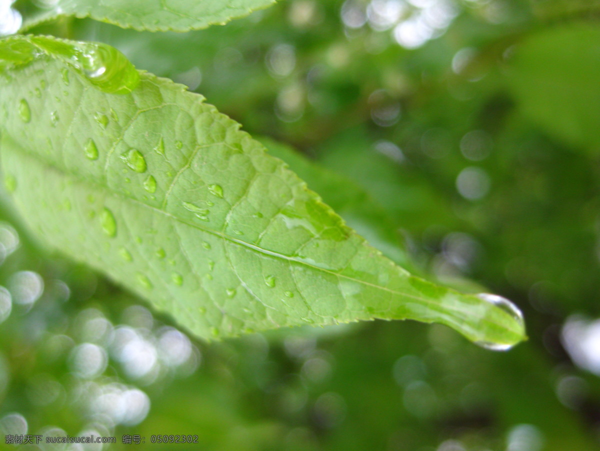 雨后露水 雨后 树叶 露水 绿色