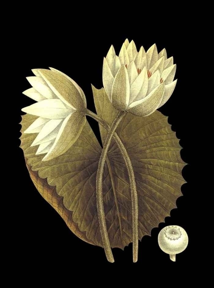 圣经 植物 手绘 抠 图 法国 花草 分层 源文件