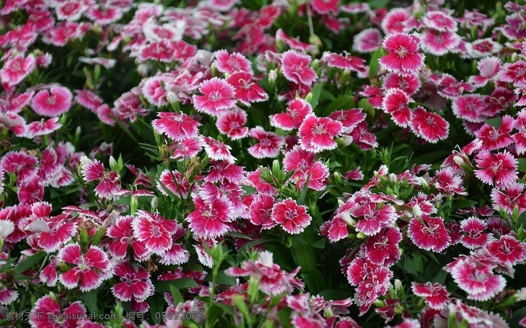 石竹花 石竹 中国石竹 洛阳石竹 石菊 绣竹 香石竹 石竹科 石竹属 石竹目 双子叶植物纲 花草 生物世界