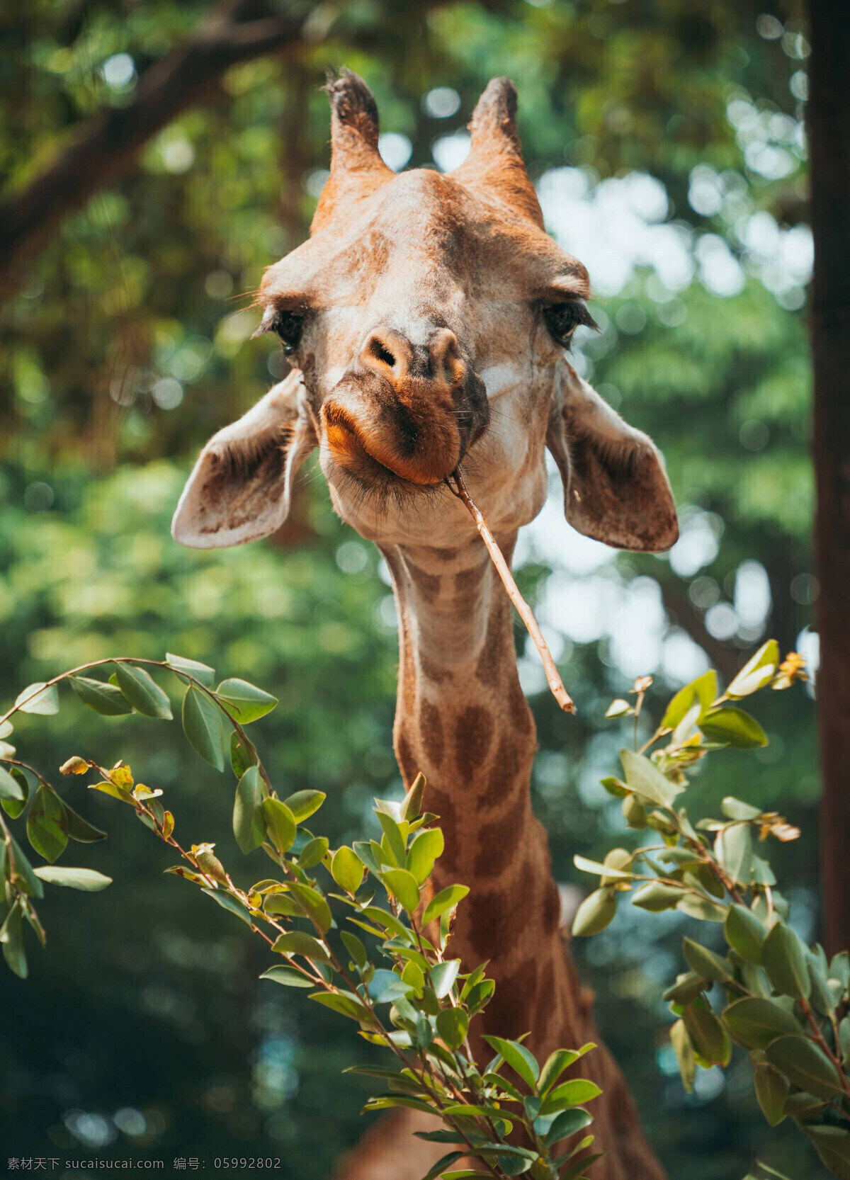 长颈鹿图片 长颈鹿 野生动物 动物 生物 动物园 生物世界