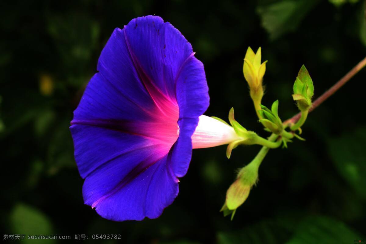 喇叭花 野花 漂亮的野花 喇叭花丛 绿色 绿叶 紫色喇叭花 生物世界 花草