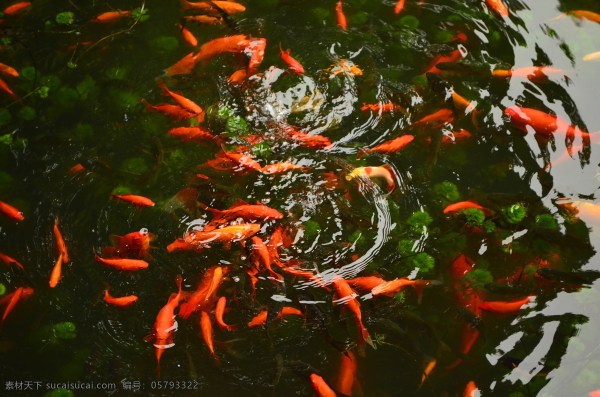 贝聿铭 苏州博物馆 古典建筑 博物馆 拙政园 苏州 金鱼 群渔 生物世界 鱼类 黑色