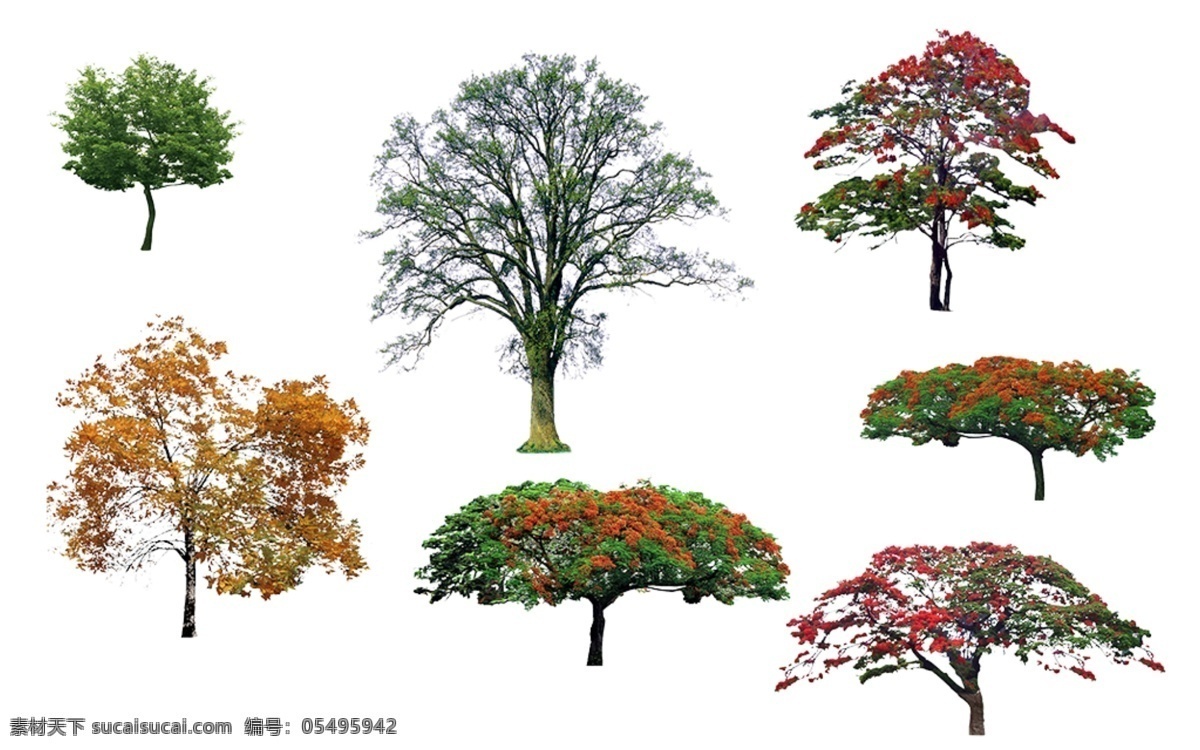 花草 树木 园林景观 凤凰木 枫树 素材图片 绿化 景观 树 乔木 园林 环境设计 园林设计