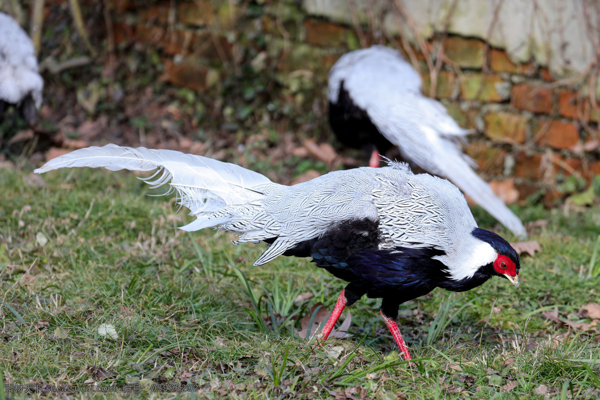 白鹇 动物 野生动物 动物园 鸟类 鸡 银鸡 银 越禽 白雉 植物 生物世界