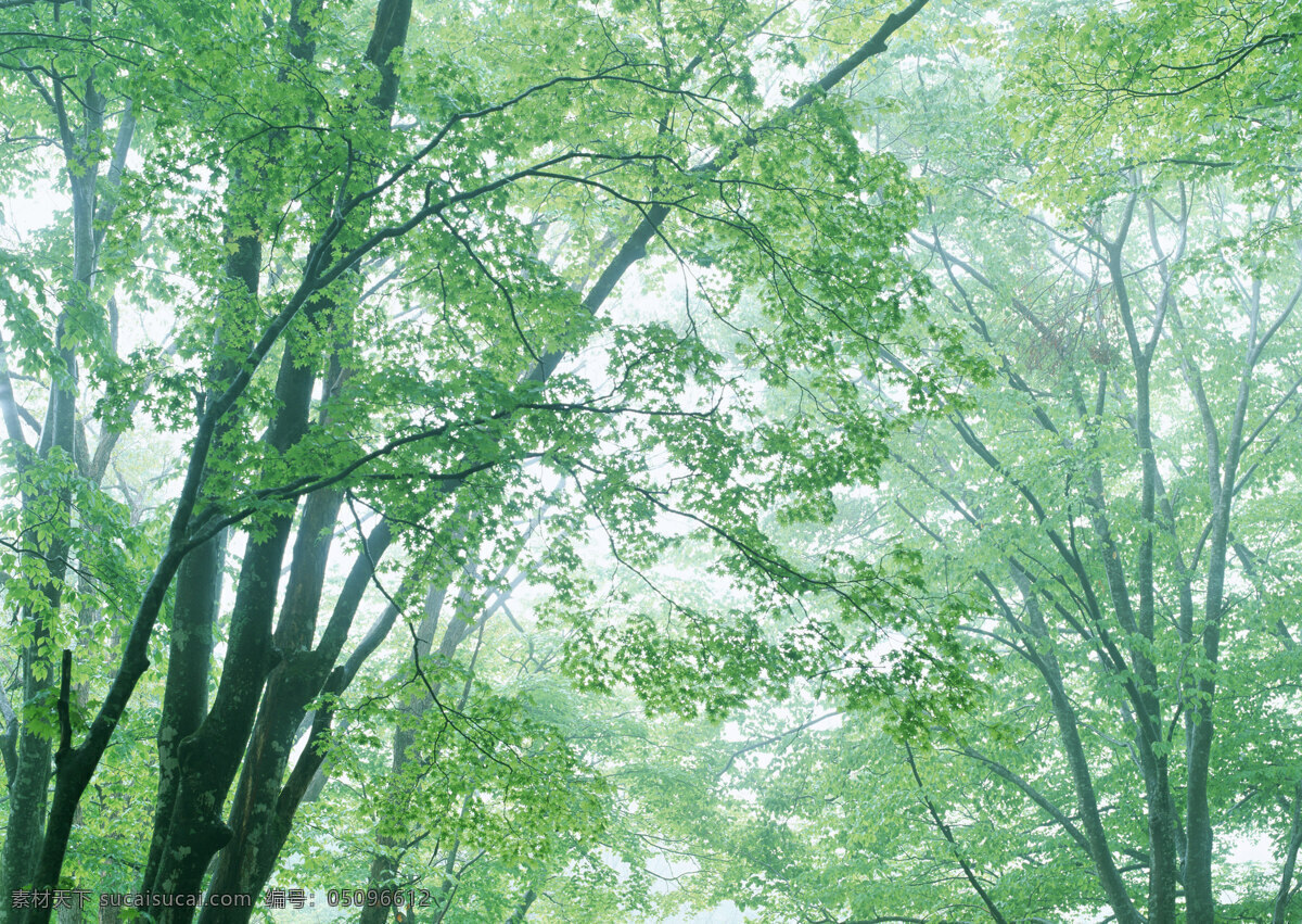 树林图片 森林树木 树林风景图片 树林高清图片 树木树叶 植物素材 生物世界 高清图片 花草树木