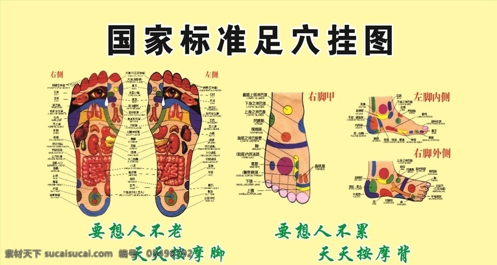 国家标准 足 穴 挂图 足疗 足疗穴位图 穴位图 足疗图 脚掌 脚面 按摩 足疗足浴