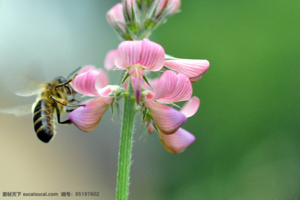 蜜蜂 动物图片 蜂 昆虫 昆虫图片 蜜蜂素材 蜜蜂图片 生物世界 昆虫摄影