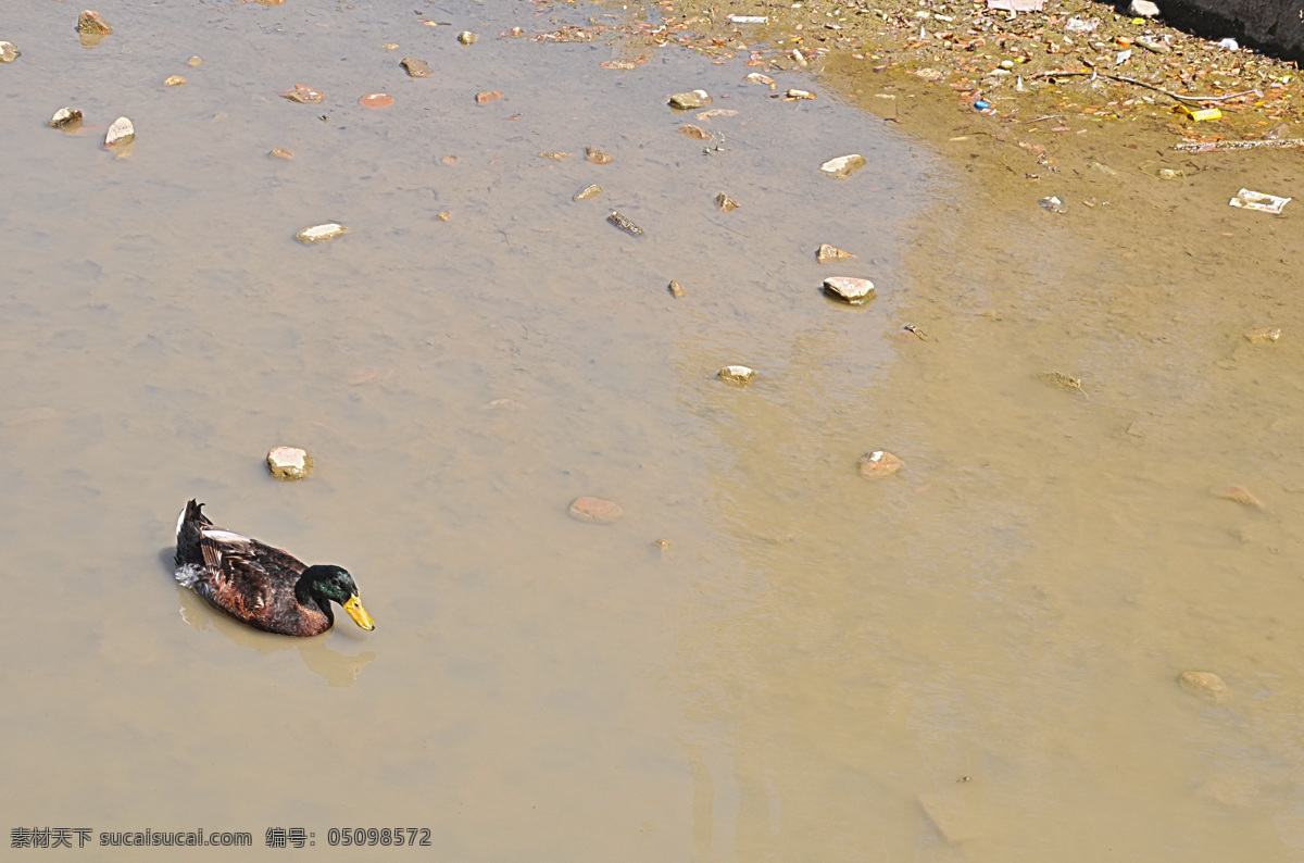 水中的野鸭 野鸭 超清晰大图 水池里的野鸭 鸭子水中游 阳光下的野鸭 摄影禽类 生物世界 野生动物 灰色