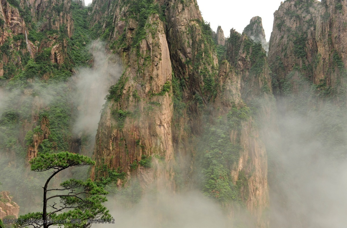 黄山 云海 云雾 高山 松树 山峰 美丽自然 自然景观 自然风景 灰色
