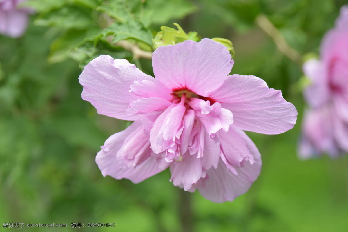 木槿花 木槿 无穷花 花卉 花儿 花草 植物 园林绿化 绿化景观 装饰画 木槿木槿花 生物世界