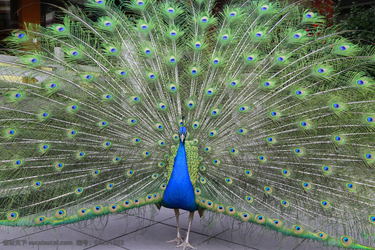 孔雀开屏 开平 孔雀 美丽 绚烂 绿孔雀 绿色 蓝色 雄性 生物世界 野生动物