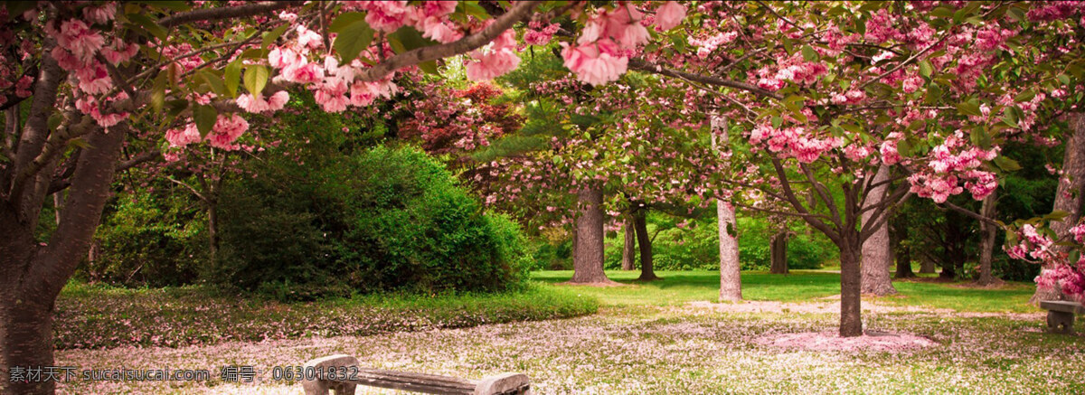 桃树 林 背景 banner 淘宝素材 淘宝主图素材 淘宝描述模板 淘宝装修素材 宝贝 详情 页 模板 淘宝海报 海报模板 淘宝 免费 装修 店铺 黑色